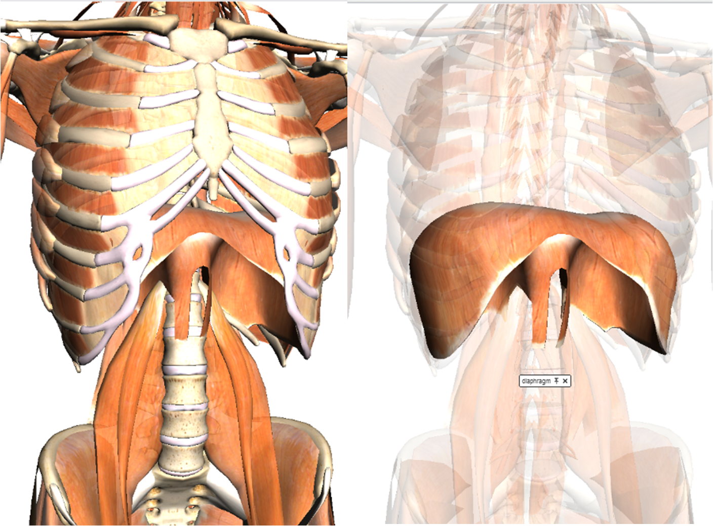 que músculos compõem a cadeia mestra posterior - Cinesioterapia